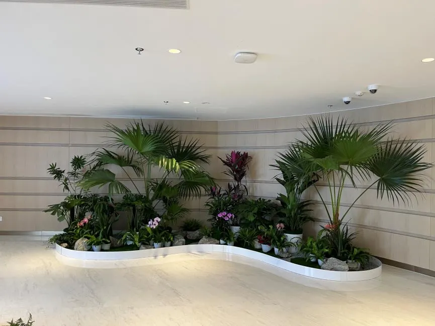 宁波植物出租，优质服务等你来体验